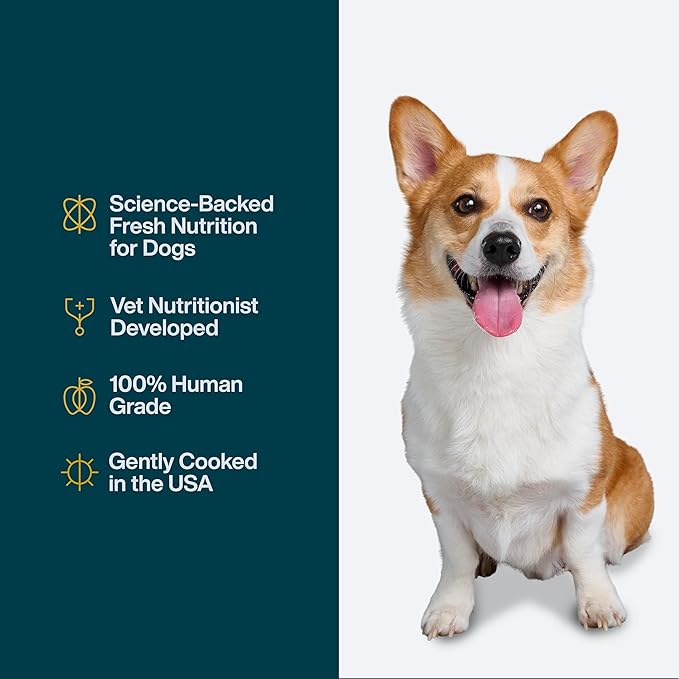 JustFoodForDogs Pantry Fresh Wet Dog Food Complete Meal or Dog Food Topper, Turkey & Whole Wheat Macaroni Human Grade Dog Food Recipe - 12.5 oz (Pack of 12)