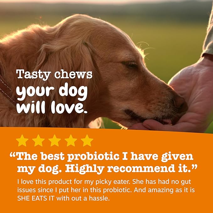 Zesty Paws Probiotics for Dogs - Digestive Enzymes for Gut Flora, Digestive Health, Diarrhea & Bowel Support - Clinically Studied DE111 - Dog Supplement for Pet Immune System – Pumpkin – Pack of 2